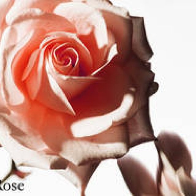 Natural Cosmetics Feature: The Keyword is "Damask Rose"