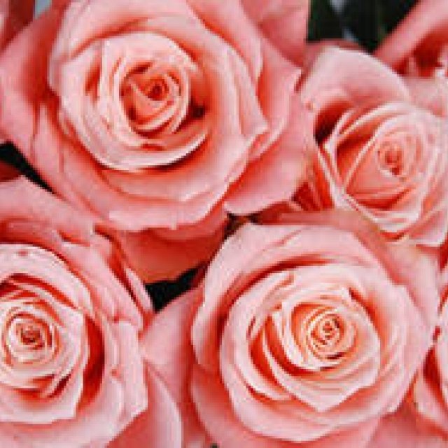 Masami Wake | Gifting Flowers for White Day