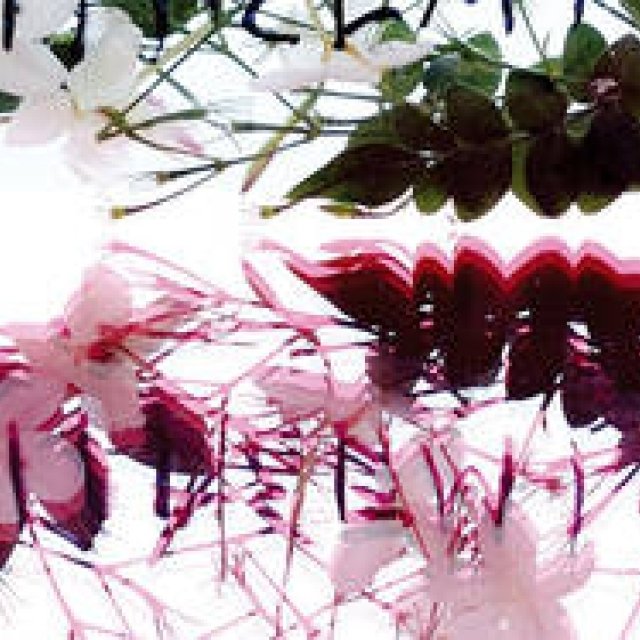 KORRES | "Korres Natural Products" born in Greece, a powerhouse of herbs.