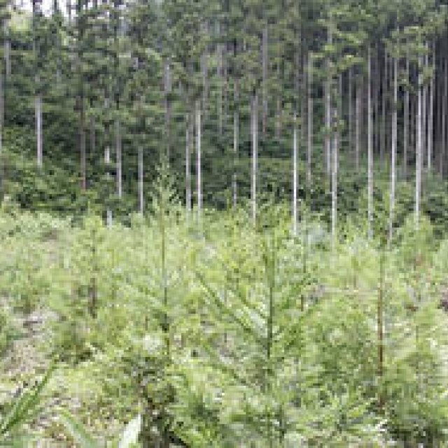 more trees | Participants Wanted! "Forest & Volunteer Tour" to be Held