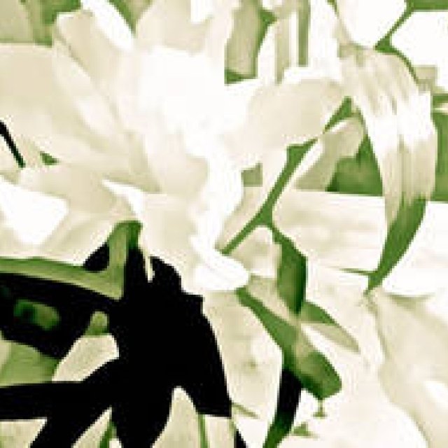 Diary-T 263 Lily: The Flower of Revolution