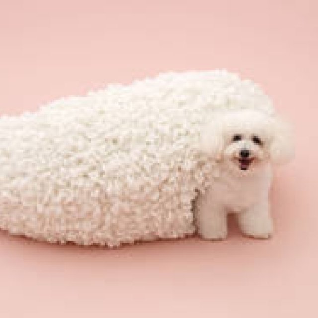 TOTO GALLERY・MA | "Architecture for Dogs" Exhibition Finally Opens in Japan!