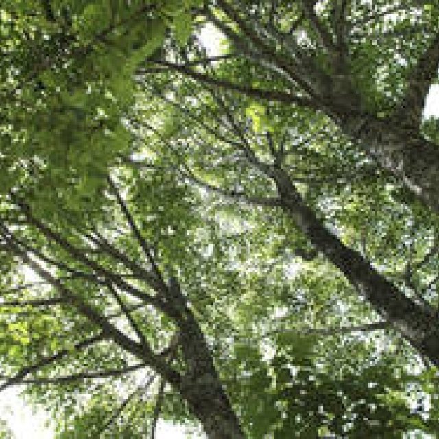 Feature: In Search of a True Summer Retreat – To Shinano Town, Nagano's Hidden Gem – Part 3: Embracing Forest Therapy