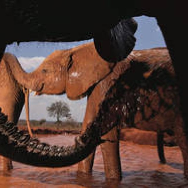 BOOK | The Wildlife Photographer: 10 Masters, A Selection of Masterpieces