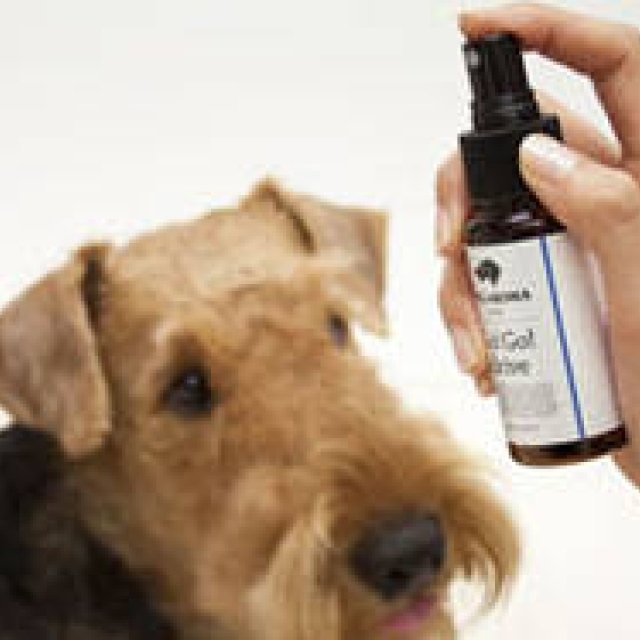 Takakura | The Latest Items for Pet and Owner Comfort and Safety