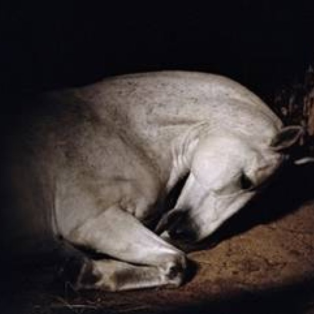 ART | Dutch Photographer Charlotte Dumas' Solo Exhibition 'ANIMA'