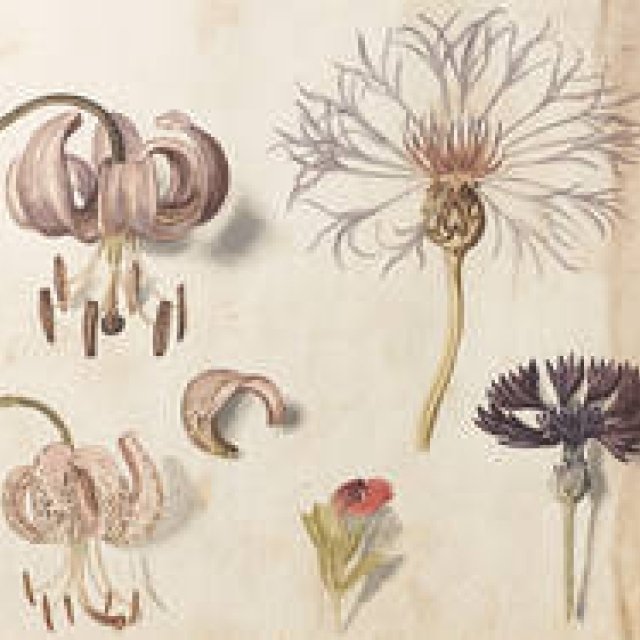 The "English Garden" Exhibition Celebrating Botanical Art Opens | ART