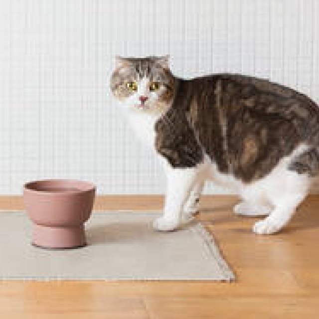 RINN Releases Otani Ware "Cat Water Bowl" for Felines