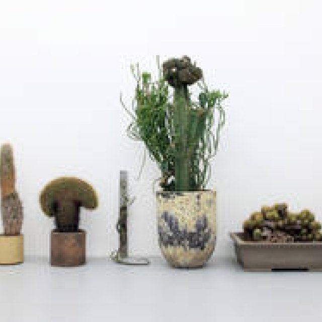 ART: 'Plants Have Individuality Too' Exhibition Showcasing 250 Expressive Plants Gallery