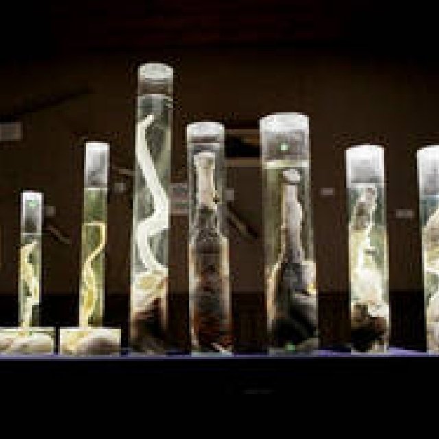 Iceland's 'Phallological Museum': A Close-Up Look at a Curious Spectacle | MOVIE Gallery