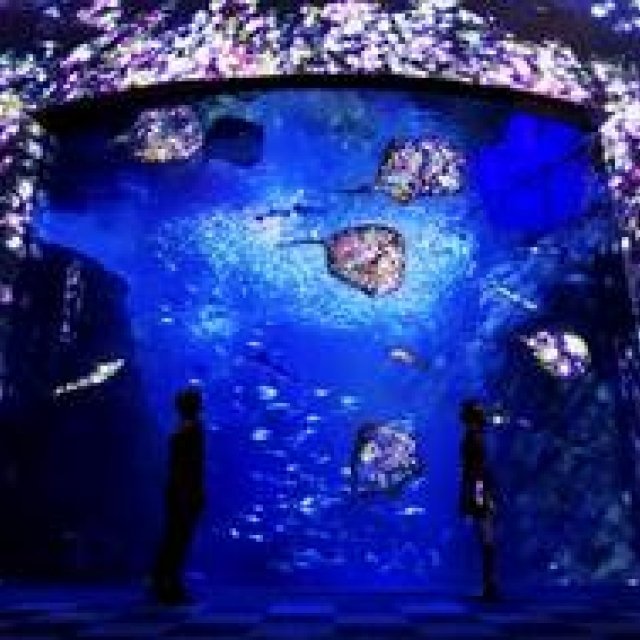 Enosui x teamLab Night Wonder Aquarium 2015 | ENOSHIMA AQUARIUM Gallery