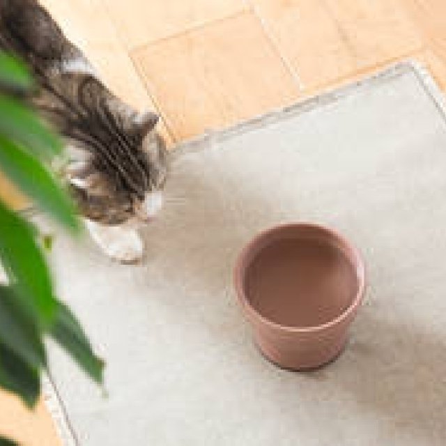 RINN Gallery Releases Otani Ware Cat Water Bowl