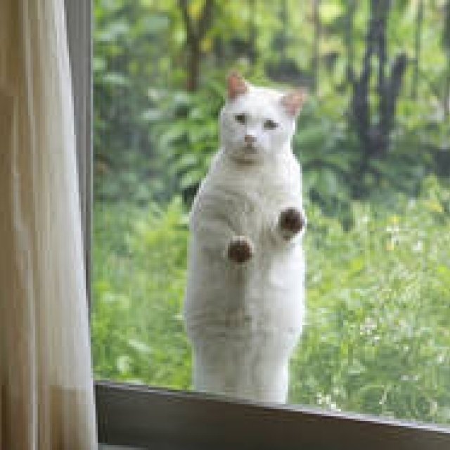 Photo Exhibition "Wherever You Go, There Are Cats and Dogs" Held | ART Gallery