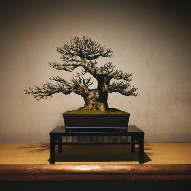 無垢盆栽「無垢-MUKU-」（むく）
