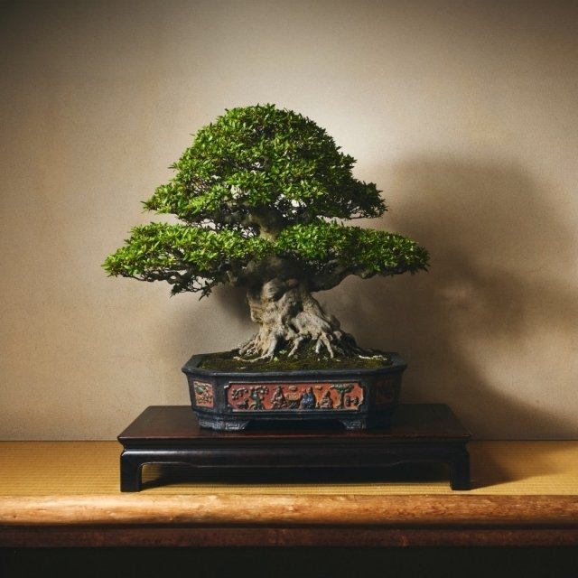 皐月盆栽　晃山