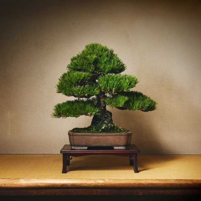 黒松　小品