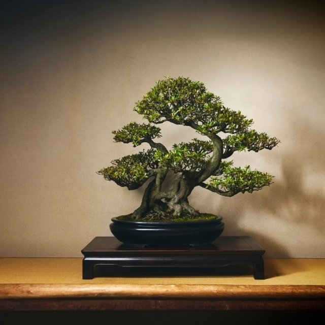 皐月盆栽　大盃