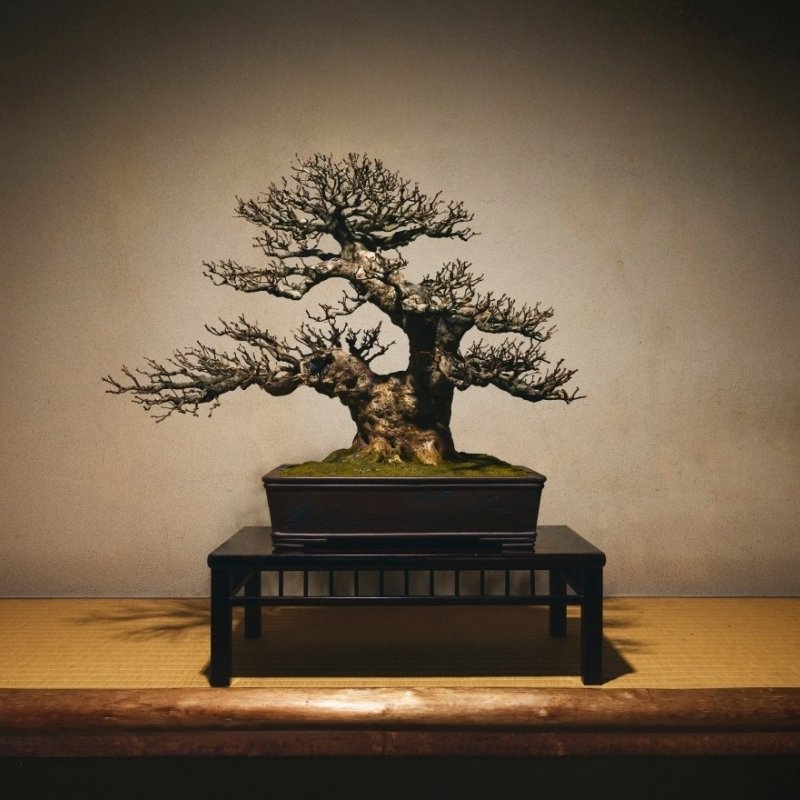 無垢盆栽「無垢-MUKU-」（むく）