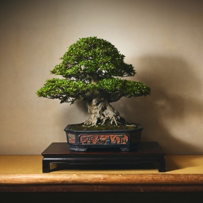 皐月盆栽　晃山