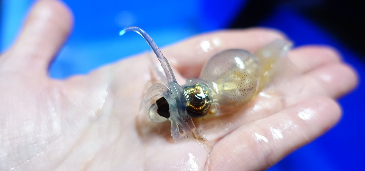 世界のグルマンが注目する漁港と街が近い魚介天国・富山の特別な旅