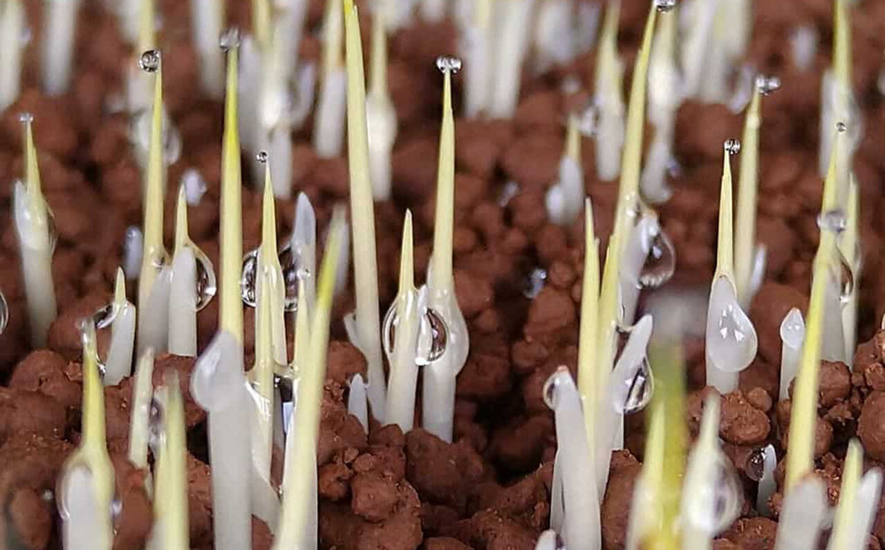 Hoshino Resorts Risonare Nasu Opens "Rice School" to Convey the Appeal of Rice Cultivation | TRAVEL