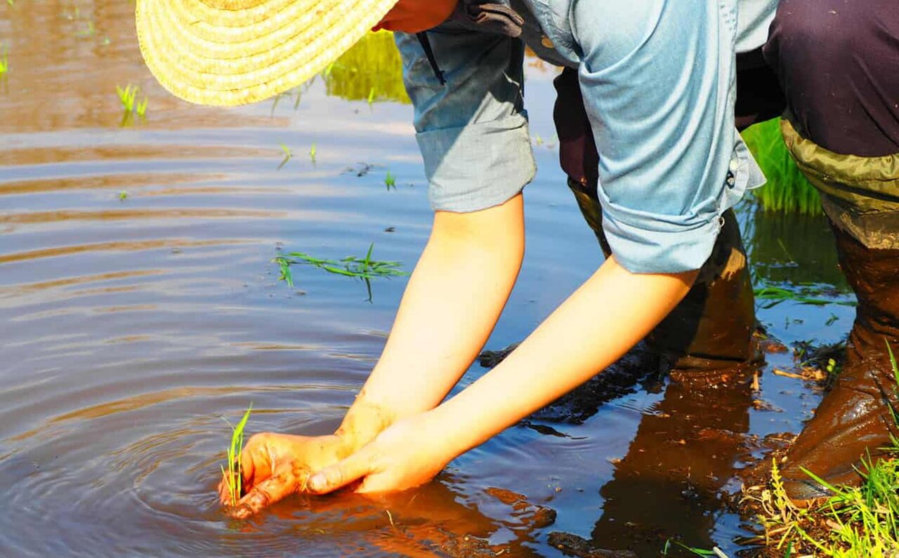 Hoshino Resorts Risonare Nasu Opens "Rice School" to Convey the Appeal of Rice Cultivation | TRAVEL