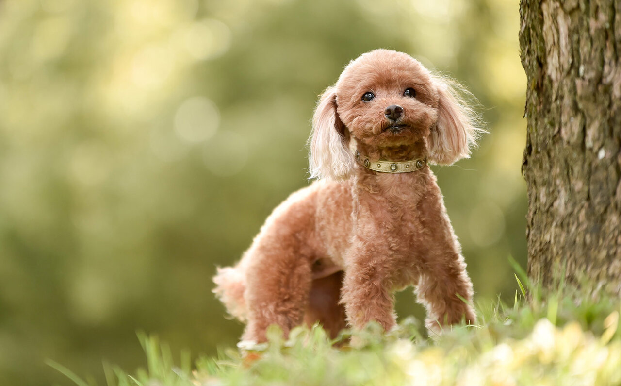 Dog-Friendly Villas Debut at THE HIRAMATSU Karuizawa Miyota | THE HIRAMATSU COLLECTIVES