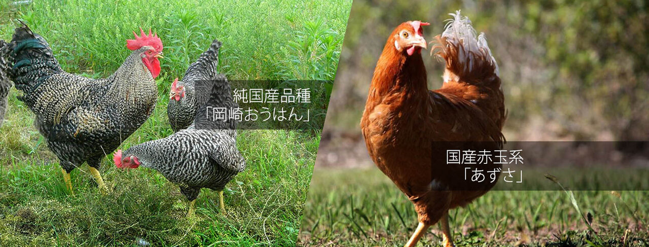 信州・安曇野の“環境にやさしい平飼い卵”をフードレスキュー！｜EAT