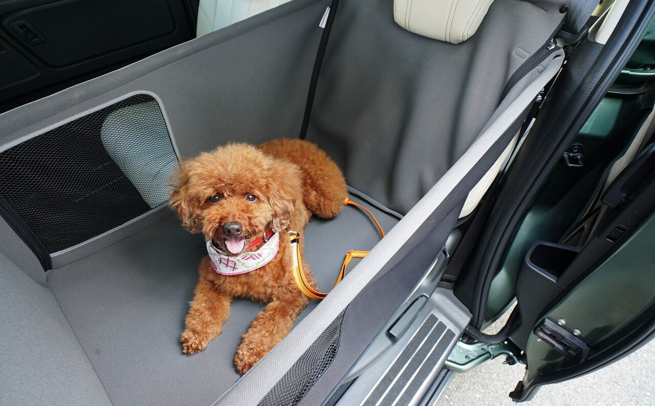 A collaboration between Starflyer and Hoshino Resorts to support travel with your dog | TRAVEL