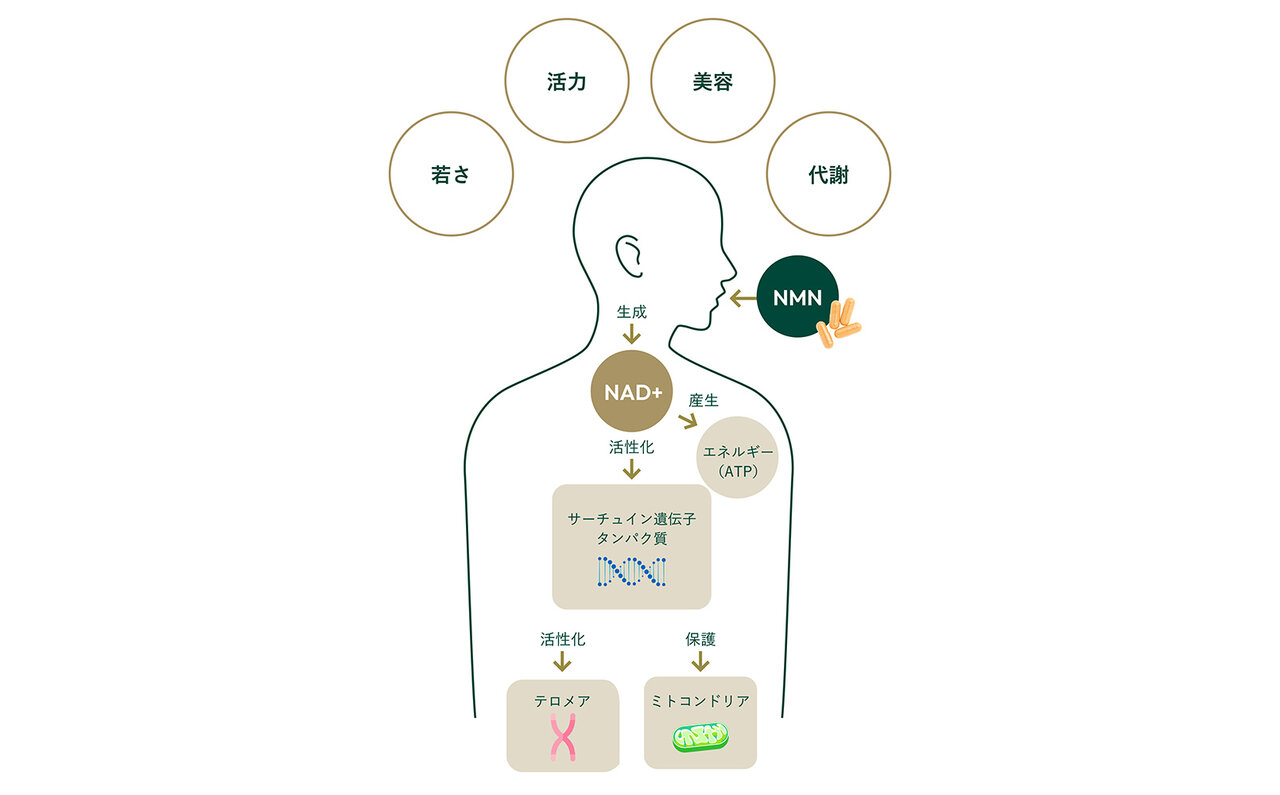 エイジングケアの次世代成分。にわかに話題の「NMN」とは｜BEAUTY