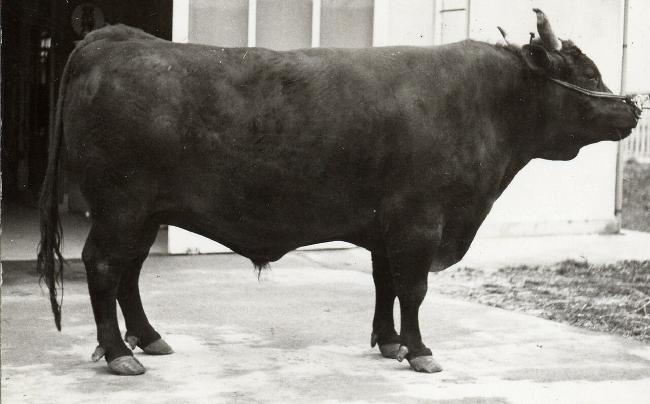 The Allure of San'in Wagyu: The Ancestor of Japan's Brand and Pedigree Beefs, Savored at Paul Bocuse | EAT