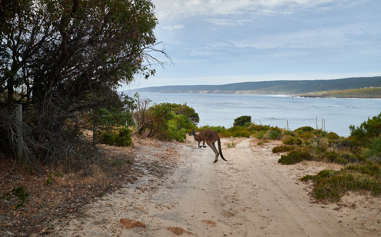 Premium Wines, the Ocean, and Olives: Savoring Nature's Bounty in Margaret River | TRAVEL