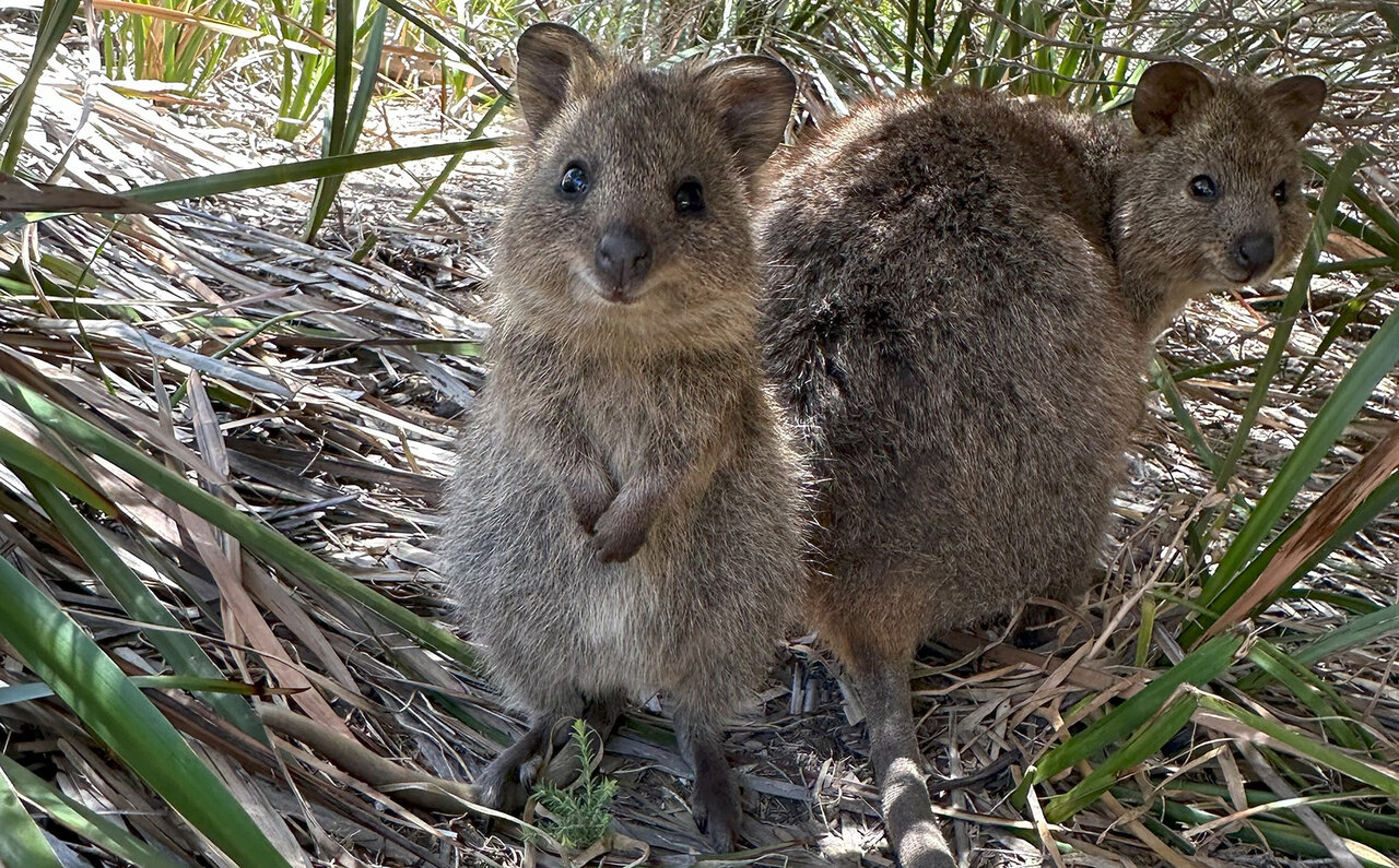 Falling for the World's Happiest Animal, the Quokka, on Rottnest Island | TRAVEL