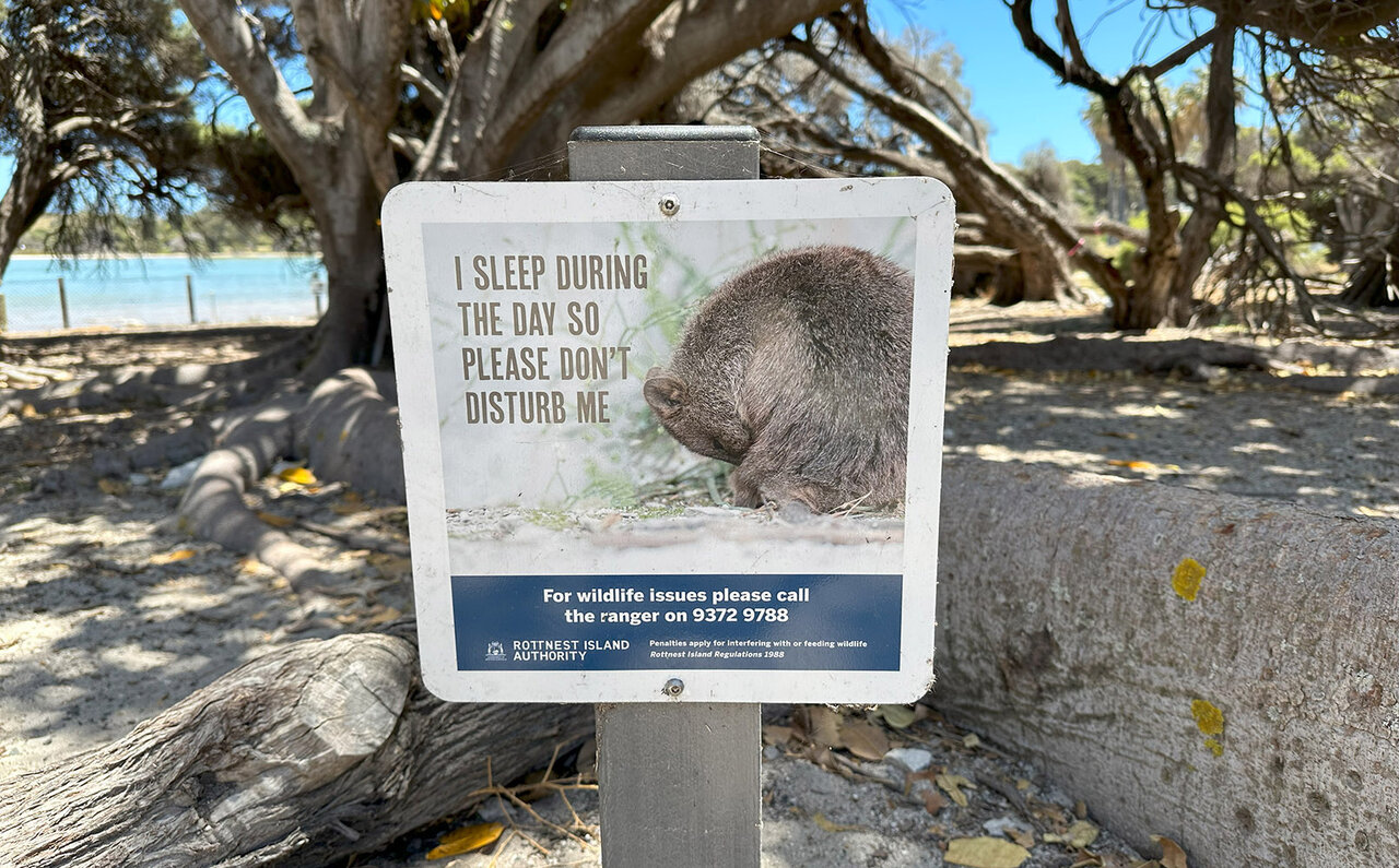 Falling for the World's Happiest Animal, the Quokka, on Rottnest Island | TRAVEL