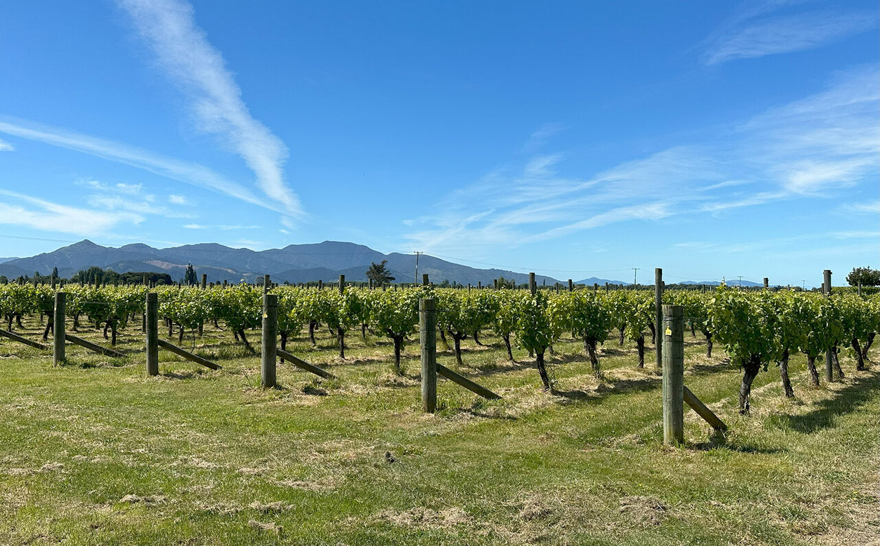 Visiting Japanese Winemakers in New Zealand's Premier Marlborough Region | TRAVEL
