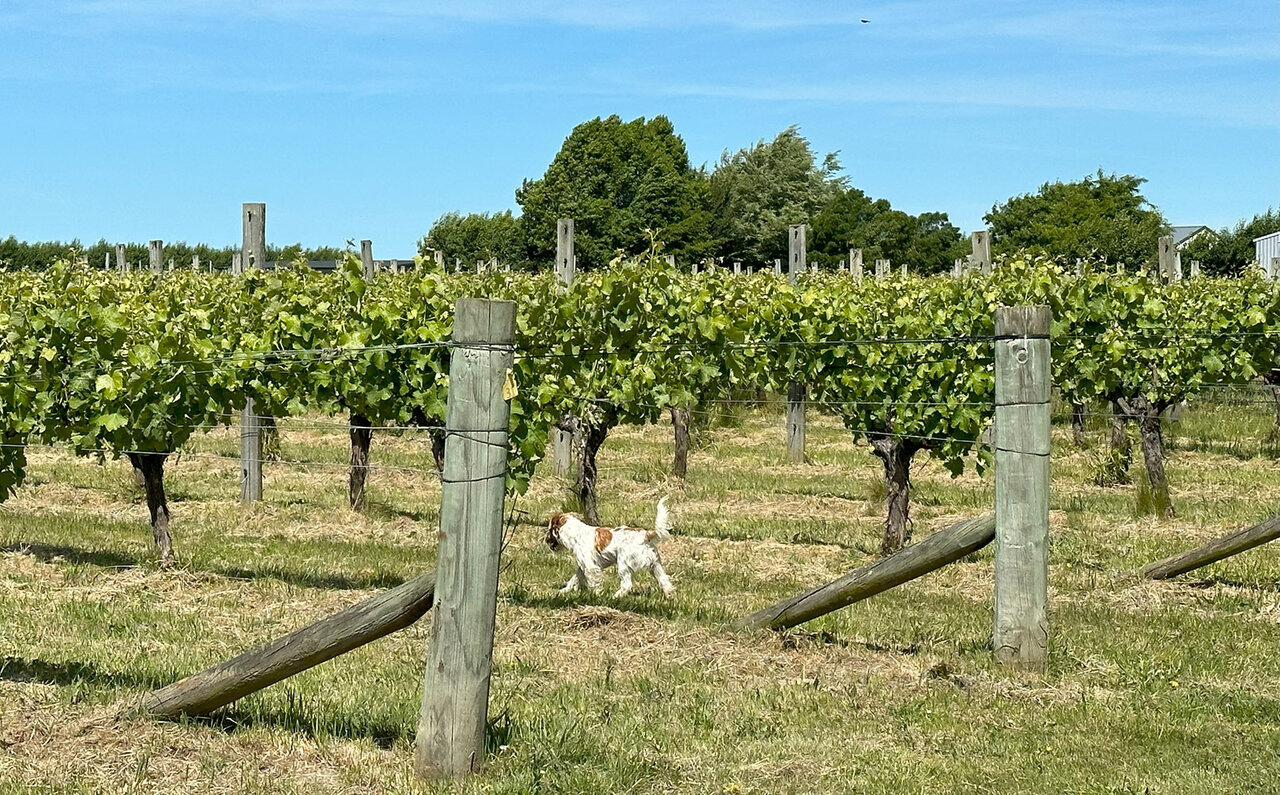 Visiting Japanese Winemakers in New Zealand's Premier Marlborough Region | TRAVEL