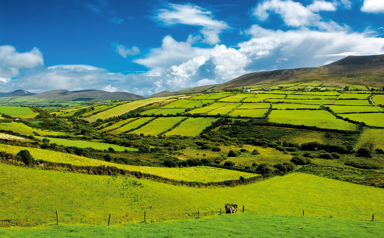 EAT | IRISH GRASS-FED BEEF
