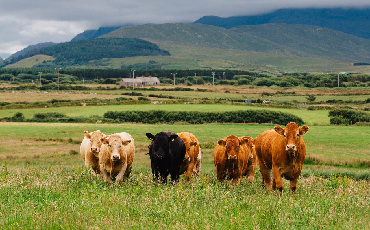 EAT | IRISH GRASS-FED BEEF