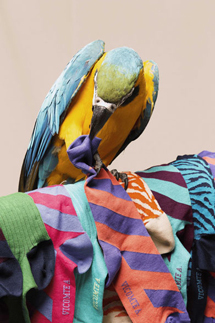 Vicomte A. | Spring/Summer 2014 Collection 10