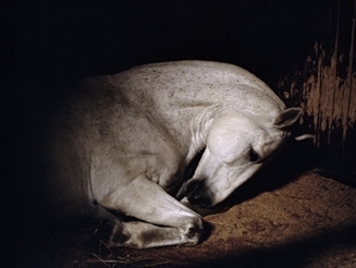 ANIMA 02