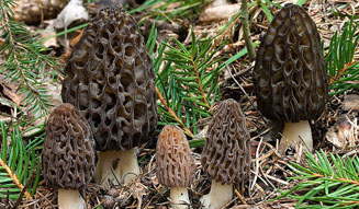 Beige Alain Ducasse Tokyo | Collection Beige
