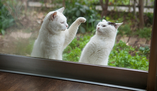 Yukie Aso | Wherever I Go, Cats and Dogs
