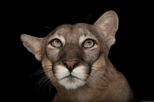ナショナルジオグラフィックTV「PHOTO ARK：動物の箱舟」放送記念 写真と映像で知る絶滅危惧種の動物展　12月22日（金）～1月8日（月）＠二子玉川ライズ