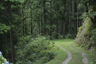 more trees