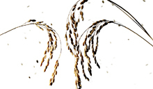 rice-220