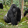 gorilla_9090_b