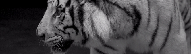 FURLA | Behind the Scenes of Striking Video Art Production for the Autumn/Winter Season 07