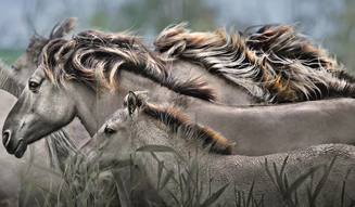 'The Wildlife Photo: Masters of the Masters' 01