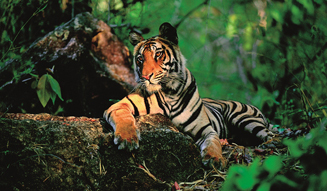 'The Wildlife Photo: Masters of the Masters' 04