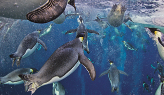 'The Wildlife Photo: Masters of the Masters' 06